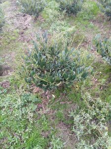 Prunus l. 'Otto Luyken' 80-100 cm met kluit - afbeelding 7