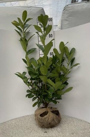 Prunus l. 'Rotundifolia' 100-125 cm met kluit - afbeelding 15