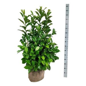 Prunus l. 'Rotundifolia' 100-125 cm met kluit - afbeelding 10