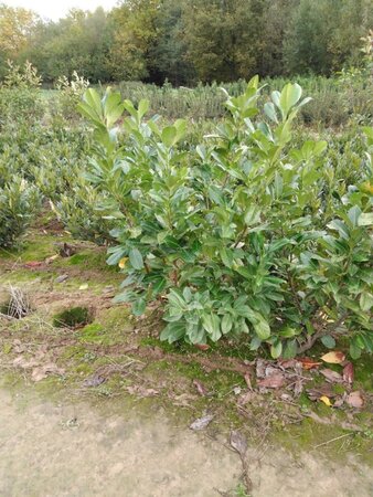 Prunus l. 'Rotundifolia' 100-125 cm met kluit - afbeelding 6
