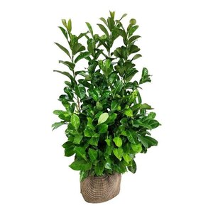 Prunus l. 'Rotundifolia' 100-125 cm met kluit - afbeelding 9