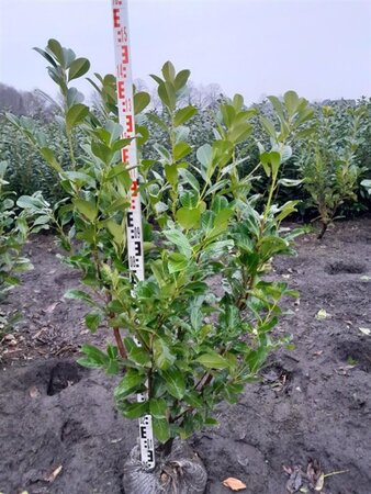 Prunus l. 'Rotundifolia' 125-150 cm met kluit - afbeelding 7
