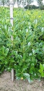 Prunus l. 'Rotundifolia' 125-150 cm met kluit - afbeelding 12