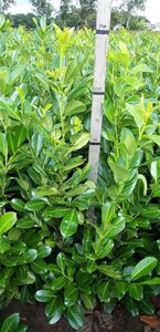 Prunus l. 'Rotundifolia' 125-150 cm met kluit - afbeelding 11