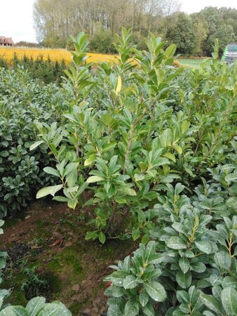 Prunus l. 'Rotundifolia' 125-150 cm met kluit - afbeelding 4