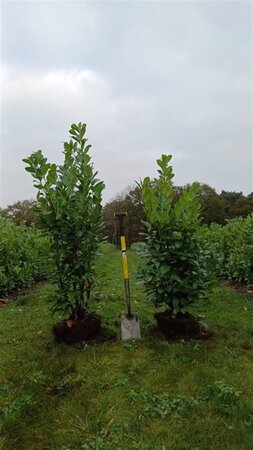 Prunus l. 'Rotundifolia' 125-150 cm met kluit - afbeelding 8