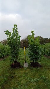 Prunus l. 'Rotundifolia' 125-150 cm met kluit - afbeelding 8