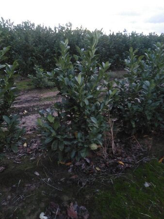 Prunus l. 'Rotundifolia' 125-150 cm met kluit - afbeelding 13