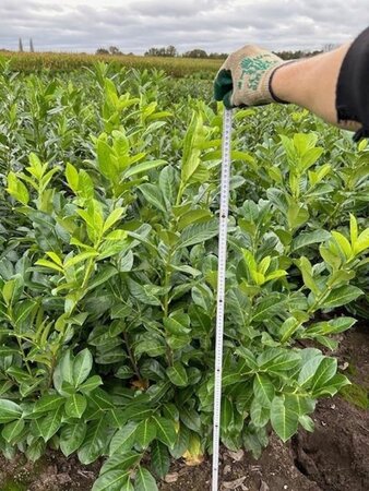 Prunus l. 'Rotundifolia' 150-175 cm met kluit - afbeelding 18