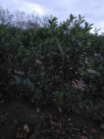 Prunus l. 'Rotundifolia' 150-175 cm met kluit - afbeelding 6