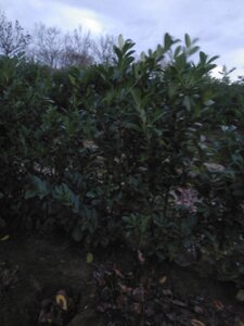 Prunus l. 'Rotundifolia' 150-175 cm met kluit - afbeelding 6
