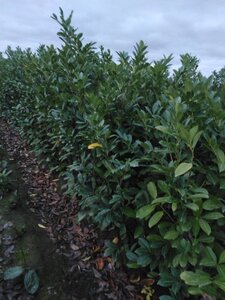 Prunus l. 'Rotundifolia' 150-175 cm met kluit - afbeelding 9