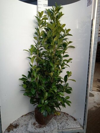 Prunus l. 'Rotundifolia' 150-175 cm met kluit - afbeelding 5