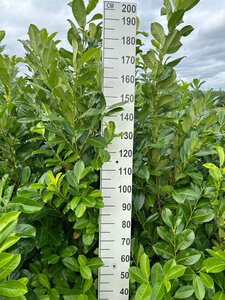Prunus l. 'Rotundifolia' 150-175 cm met kluit - afbeelding 4
