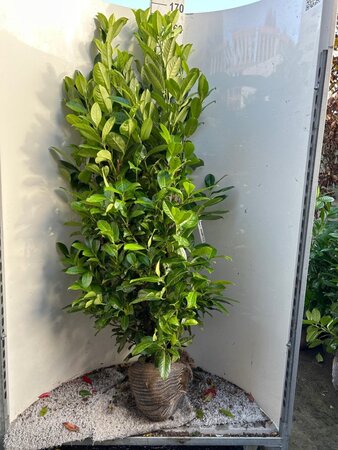 Prunus l. 'Rotundifolia' 150-175 cm met kluit - afbeelding 3