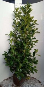 Prunus l. 'Rotundifolia' 150-175 cm met kluit - afbeelding 2