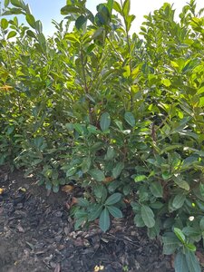 Prunus l. 'Rotundifolia' 150-175 cm met kluit - afbeelding 15