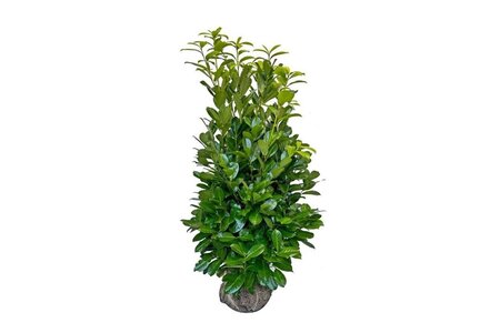Prunus l. 'Rotundifolia' 150-175 cm met kluit - afbeelding 8