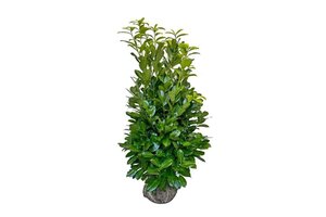 Prunus l. 'Rotundifolia' 150-175 cm met kluit - afbeelding 8