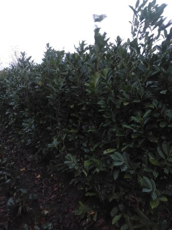 Prunus l. 'Rotundifolia' 175-200 cm met kluit - afbeelding 7