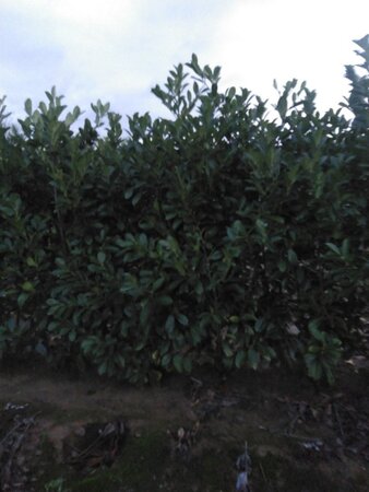 Prunus l. 'Rotundifolia' 175-200 cm met kluit - afbeelding 6