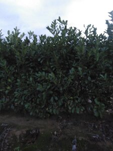 Prunus l. 'Rotundifolia' 175-200 cm met kluit - afbeelding 6