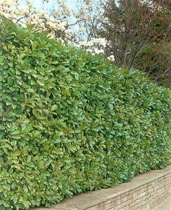 Prunus l. 'Rotundifolia' 80-100 cm met kluit - afbeelding 3