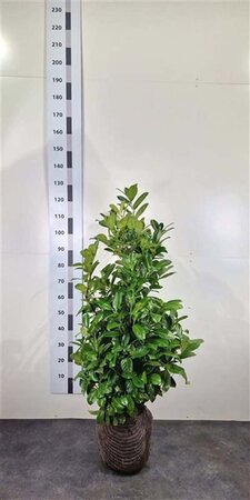 Prunus l. 'Rotundifolia' 80-100 cm met kluit - afbeelding 6