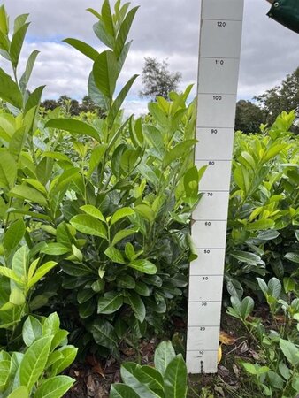 Prunus l. 'Rotundifolia' 80-100 cm met kluit - afbeelding 9