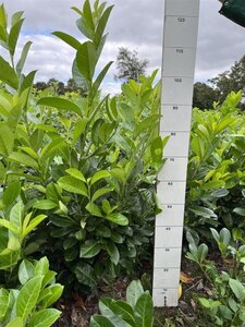 Prunus l. 'Rotundifolia' 80-100 cm met kluit - afbeelding 9