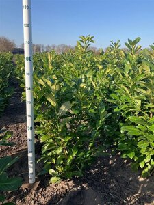 Prunus l. 'Rotundifolia' 80-100 cm met kluit - afbeelding 2