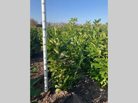 Prunus l. 'Rotundifolia' 80-100 cm met kluit - afbeelding 22