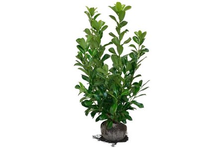 Prunus l. 'Rotundifolia' 80-100 cm met kluit - afbeelding 11