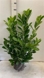Prunus l. 'Rotundifolia' 80-100 cm met kluit - afbeelding 5
