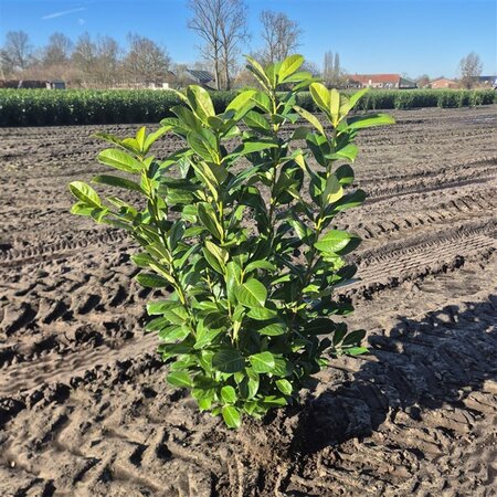 Prunus l. 'Rotundifolia' 80-100 cm met kluit - afbeelding 20