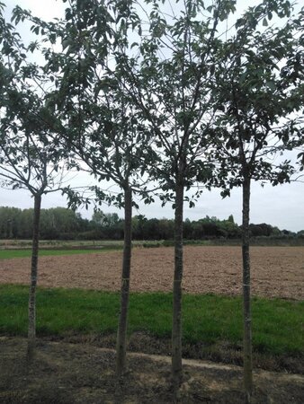 Prunus sargentii 30-35 STA WRB 4 X V