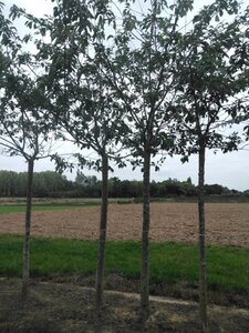 Prunus sargentii 30-35 STA WRB 4 X V