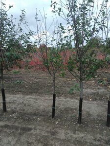 Prunus c. 'Kelleris 16' 10-12 Halfstam wortelgoed - afbeelding 3