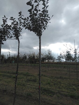 Prunus c. 'Kelleris 16' 10-12 Hoogstam wortelgoed - afbeelding 5