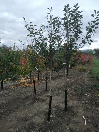 Prunus c. 'Kelleris 16' 8-10 Halfstam wortelgoed - afbeelding 5