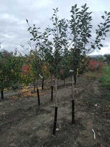 Prunus c. 'Kelleris 16' 8-10 Halfstam wortelgoed - afbeelding 5