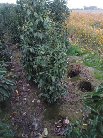 Prunus lusitanica 100-125 cm met kluit - afbeelding 3