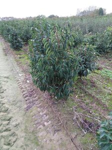 Prunus lusitanica 100-125 cm met kluit - afbeelding 1