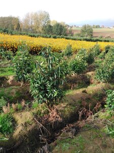 Prunus lusitanica 100-125 cm met kluit - afbeelding 2