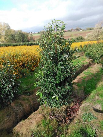 Prunus lusitanica 125-150 cm met kluit - afbeelding 3