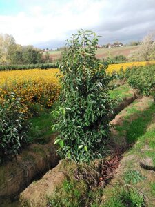 Prunus lusitanica 125-150 cm met kluit - afbeelding 3