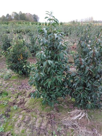 Prunus lusitanica 125-150 cm met kluit - afbeelding 2