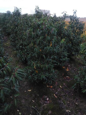 Prunus lusitanica 125-150 cm met kluit - afbeelding 1