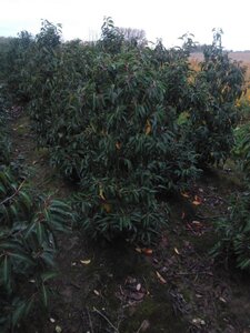 Prunus lusitanica 125-150 cm met kluit - afbeelding 1