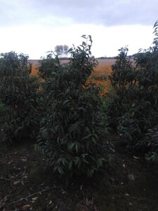 Prunus lusitanica 150-175 cm met kluit